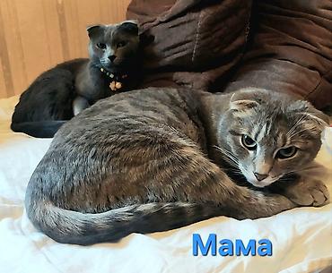 кошка анжела: 2 месяца, Мальчик, Серый, Приучена к лотку — 3