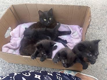 простые птички: Ищут дом и любящих хозяев кошка-мама и 4 котёнка (2 девочки и 2 — 3