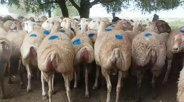 mal qara: 300 Baş Qaradolaq Cinsi Boğaz Qoyunlar Satilir T