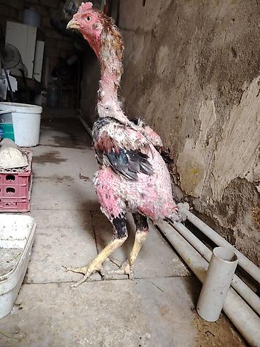 toyuq satilir: Salam heyrati xoruzu satilir cavan heyvandi saglamdi tüleydədi üz — 2