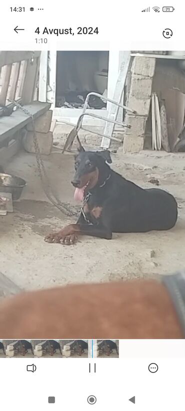 doberman itler: Doberman, 10 ildən çox, Dişi, Peyvəndli, Ödənişli çatdırılma