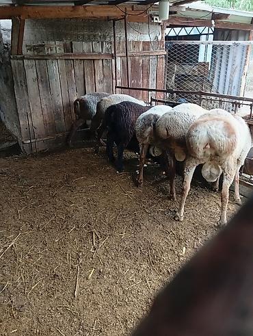 Башка жаныбарлар: Продам кочкоров, возраст 9месяцев.цена35 т.сом — 5