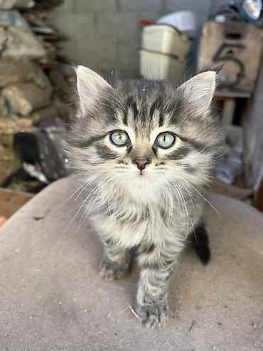 наполнител: Срочно ищем хозяев для этих малышей!! Котята бездомные на данный — 1