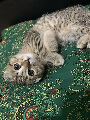 карлик сибрайт: Скотиш Фолд (Шотландская вислоухая), 5 месяцев, Мальчик, Приучена к лотку — 2