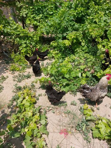 en yaxsi bugda sortu: Toyuq, Australorp, Yumurtalıq, Pulsuz çatdırılma, Ödənişli çatdırılma