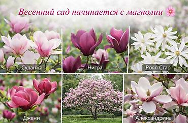 Другие садовые цветы и кустарники: Https://t.me/blooming_garden_kg Редкие и эффектные декоративные — 20