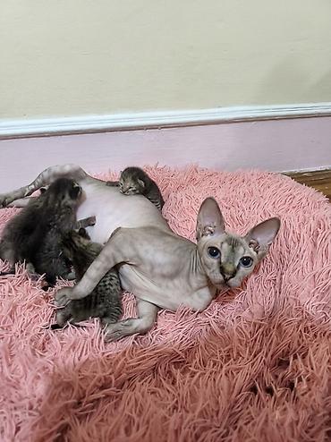 jersey cinsi: Уникальные котята: дети знатной Сфинкс и гордого уличного кавалера! ❤️ — 1