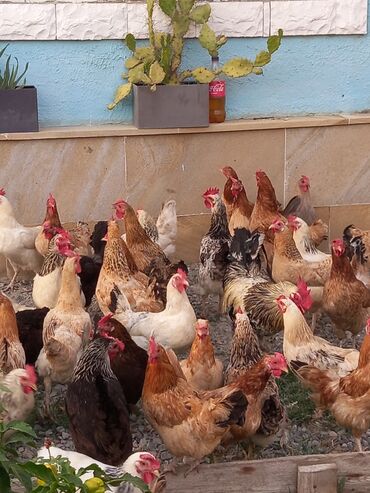 ayam cemani yumurta: Toyuq, Yumurtalıq, Ödənişli çatdırılma