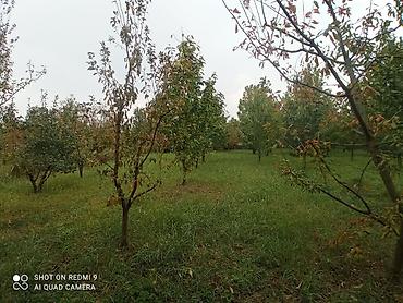 cilədağı bitkisi qiymeti: Meyvə bağı – müxtəlif növ ağaclarla əkilmiş torpaq sahəsi Təsvir: - — 4