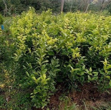 dekorativ otaq bitkiləri: Hər növ sitrus meyvə ağaclarının satışı. Apelsin(Portağal), Limon