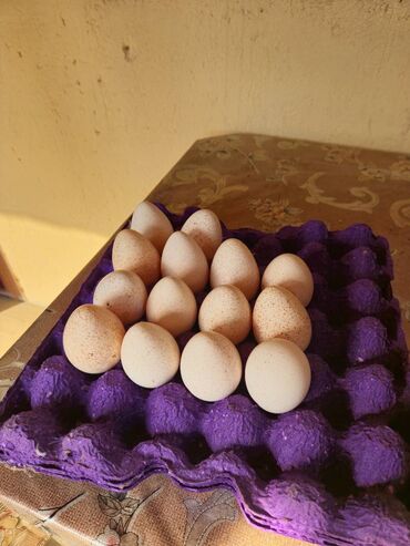 hinduska satisi: Mayalıdır hind quşu yumurtası amerikan bronza cinsidir, kül rəngi