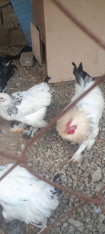 Toyuqlar: Cins toyoqlarin yumurtasi satlir təmiz qandr - Rənglər: ağ-qara — 3