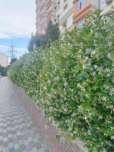 ricardo veron etir: Итальянский жасмин вечнозеленый применяется при озеленении