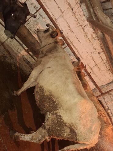 Inəklər, öküzlər: Qisir ineylerdi cut 3100 ze deyirem kok ineylerdi — 7