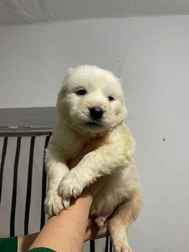 Продажа собак: Щенки Алабая (разные окрасы) - Возраст: около 4-5 недель на фото - — 7