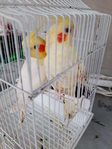добрые руки собаки: Məhsul: Nymph paraket (kakaduil) cütü və qəfəs Təsvir: - Növ: Nymph