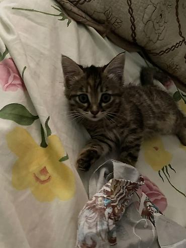 японская кошка: 2 месяца, Девочка, Приучена к лотку — 3