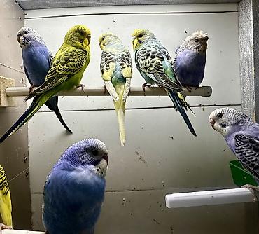 Птицы: Волнистые попугаи в комплекте с клеткой. Описание: - Яркие волнистые — 5