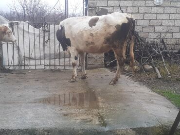 inek simental: Dişi, Simental, il: 3, 600 kq, | Damazlıq, Ətlik