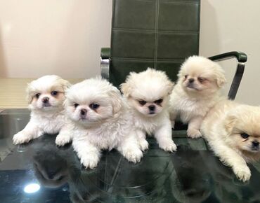 İtlər: Pekines, 2 ay, Dişi