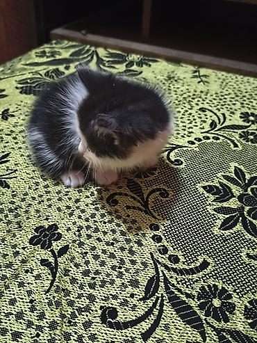 кошка майкун: Отдам котят в добрые руки. Котята веслоухие, породистые. Есть 3 котят — 1