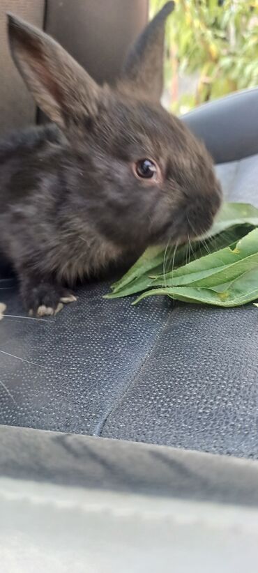 мал айдана ит керек: Кролики декоративные, молодые. На фото два окраса: - черный, короткая