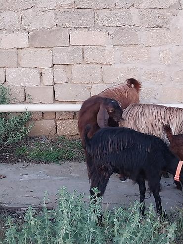 Keçilər, çəpişlər: Super Hələb keçisi ! 2 si birinci qarına doğub 2 sidə 3 qarına doğub — 7