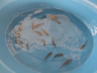 Balıqlar: Balig 19 ededi kalp baligi — 8