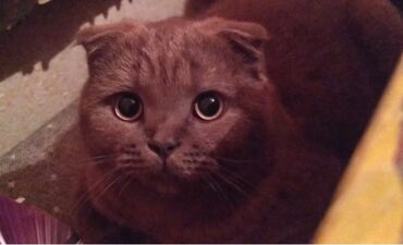 веслоухий кошка: Веслоухий шатландец Кота зовут Капучино ему 1 год его надо на