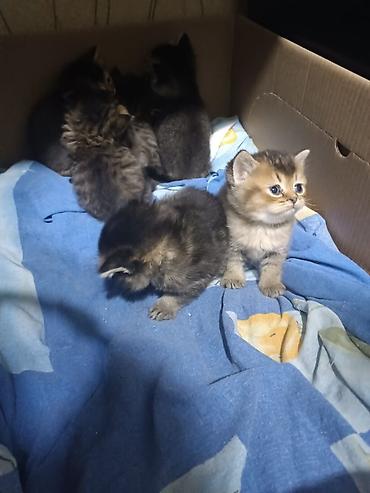 Pişiklər: Britan, Yaxşı əllərə — 5