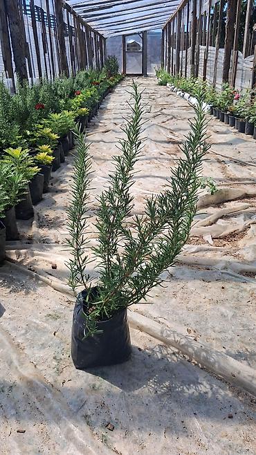ev ucun ətirlər: Məhsul: Rozmarin (Rosmarinus officinalis) qiymət 50qəpik fidanları – — 1