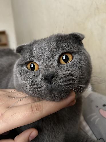 cutləşdirmək: Şotland yastı qulaq, Erkək, Cütləşmə üçün — 1