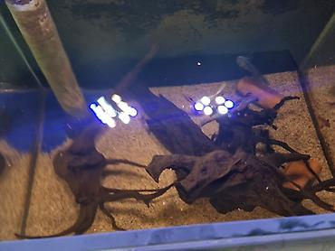 Akvariumlar: Akvarium dəsti Ölçülər: - En: 0,45 m - Uzunluq: 0,70 m - Hündürlük — 4