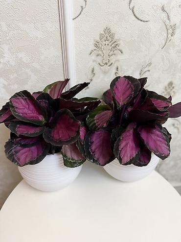 rose: Калатея розеопикта (Calathea roseopicta) в декоративном кашпо. - — 3
