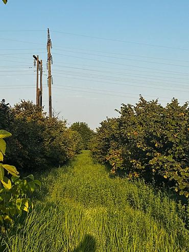 yeni əmlak az: 237 sot, Kənd təsərrüfatı, Mülkiyyətçi, Kupça (Çıxarış) — 1
