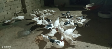 Ördəklər: Erkək, Ətlik — 1