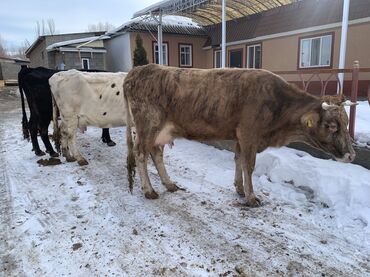 Коровы, быки: Продаю | Корова (самка) | Алатауская, Симментальская | На откорм, Для разведения, Для молока | После отела — 1