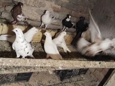 Göyərçinlər: Ağ rəng üstünlük təşkil edən ev göyərçinləri – dəst halında. - — 11