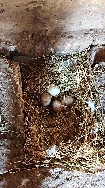Yumurta: Ördək yumurtası - Təsvir: Şəkillərdə təsvir olunan, samanla — 7
