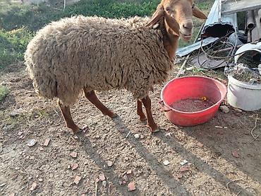 keci ətinin qiyməti: Erkək quzu kəsimlik qoçluğa da yarayır. Qızılqulaq cinsidir. Tam — 2