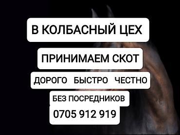 живой корм: Приём скота для колбасного цеха. - Принимаем скот для переработки в — 1