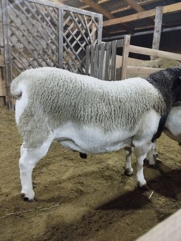 Бараны, овцы: Продаю | Баран (самец) | Для разведения | Племенные — 10