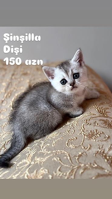 шиншилла кошка цена: Шиншилла, Самка — 2
