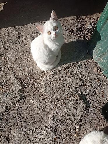 шотландский кот: Очаровательные белые котята с янтарными глазами. На фото двое — 4