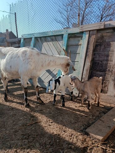 альпийская коза: Продаю | Коза (самка) | Нубийская | Для молока | Племенные