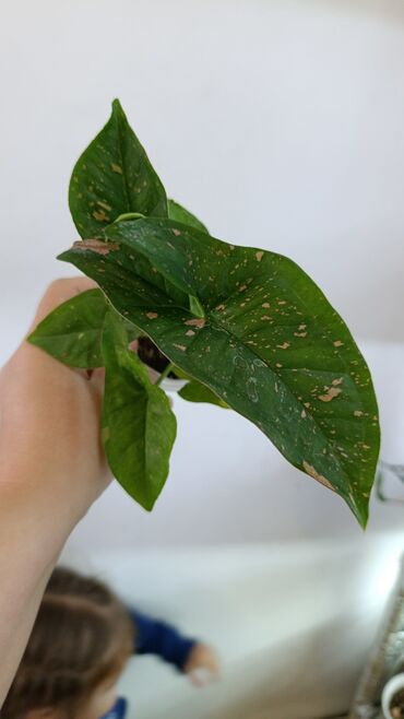 Комнатные розы: Продаю цветы все цены разные, находится в Кара Балте — 11