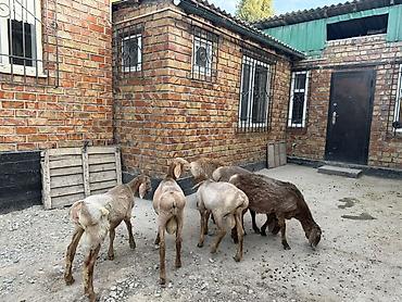 купить ягнята: Продаю | Ягненок | Для разведения — 6