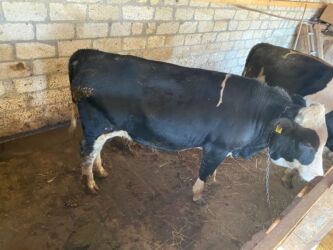 süd sağma aparatı: Erkək, il: 1, 170 kq, Ətlik, Ünvandan götürmə