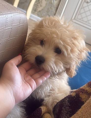 Marketinq, Reklam və PR: 🐶 3 AYLIQ MALTİPOO SATILIR 🤍 Ölkə xaricinə köçdüyümüz üçün sevimli — 3