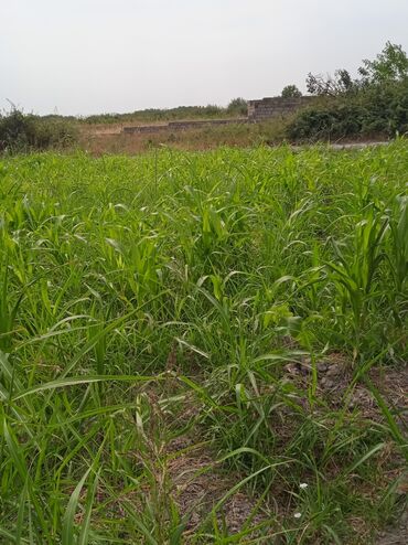 Torpaq sahələrinin satışı: 36 sot, Kənd təsərrüfatı, Kupça (Çıxarış) — 10